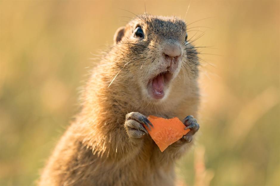 Comedic critters