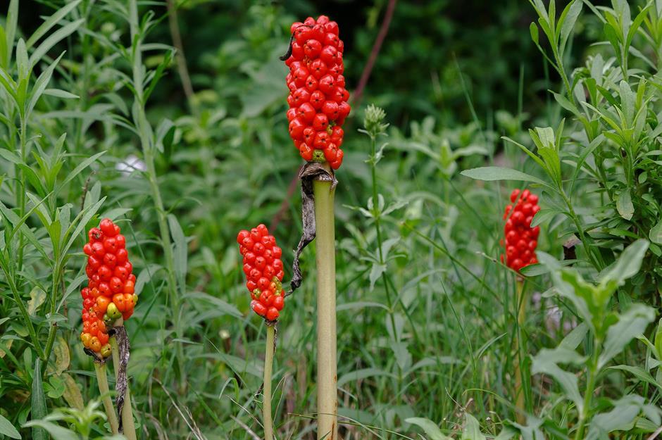 Prudence avec ces plantes toxiques ou invasives