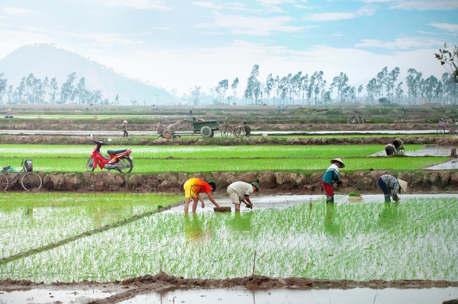 Vietnam's government boosts national rice reserves