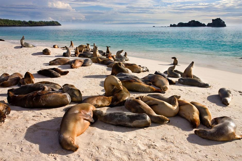Magical Galápagos