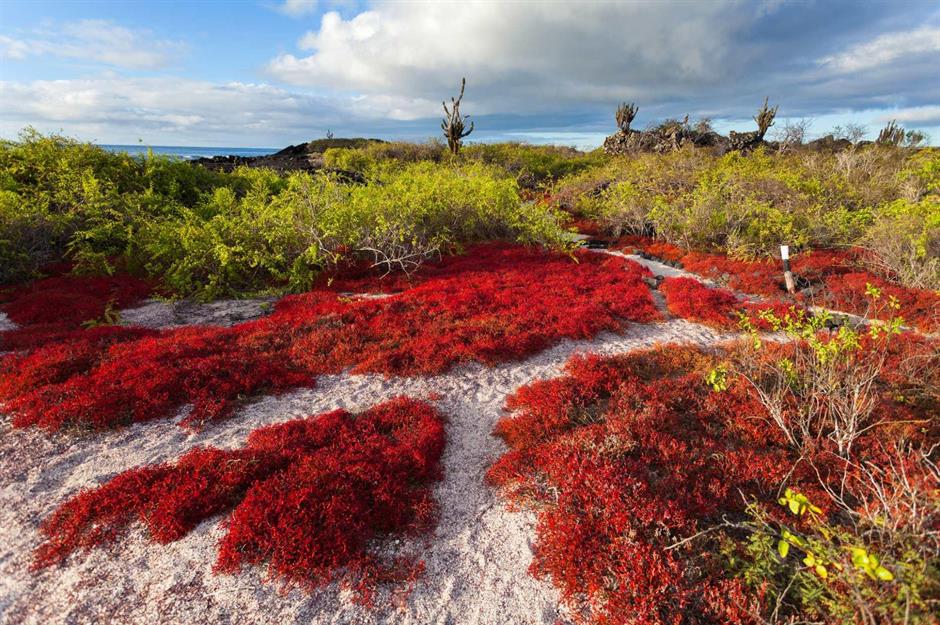 Magical Galápagos