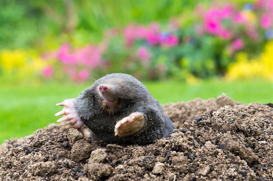 These critters and creatures are protected by law