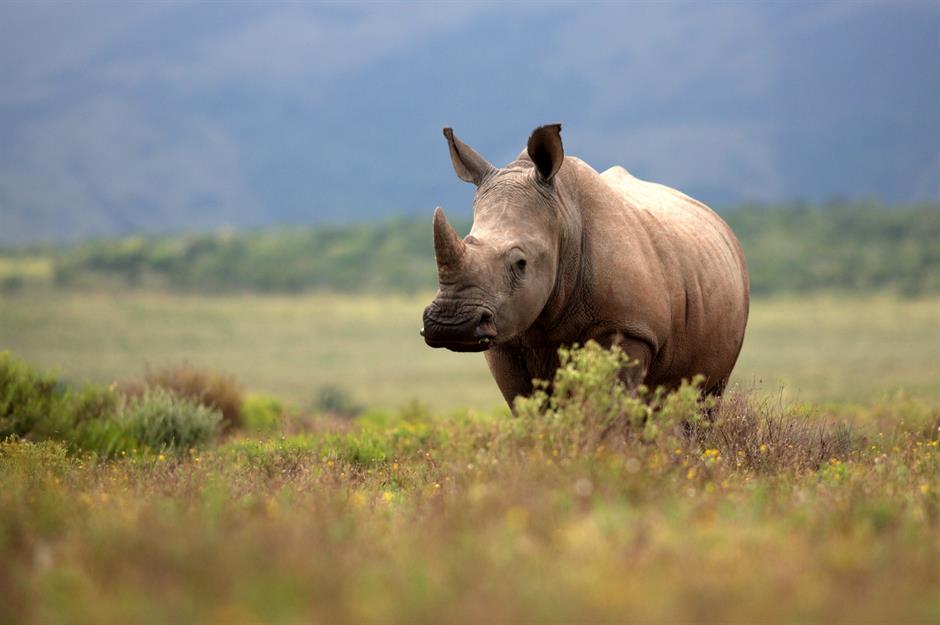 South Africa: rhino horn