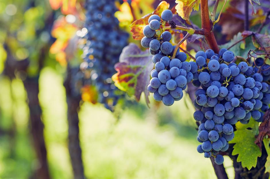 Wein