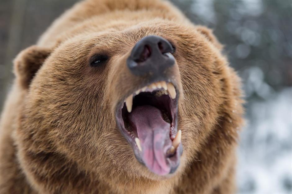 The call of the wild