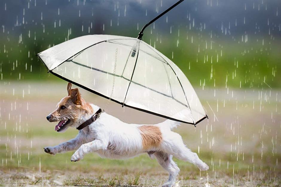 Namsan Dog Umbrella – to keep your pup dry on walks