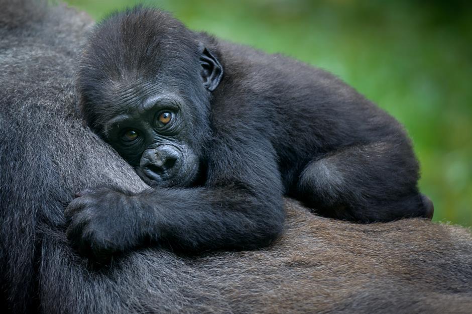 GameStop investors are supporting gorilla conservation