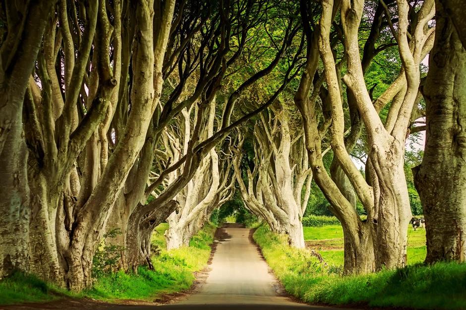 Tree-mendous trunks