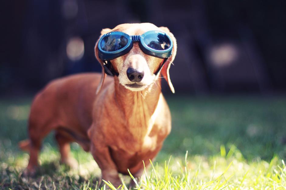 Doggles – sunglasses for dogs