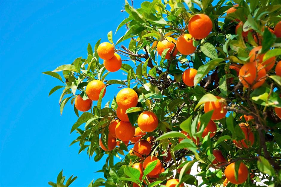Turning oranges into electricity