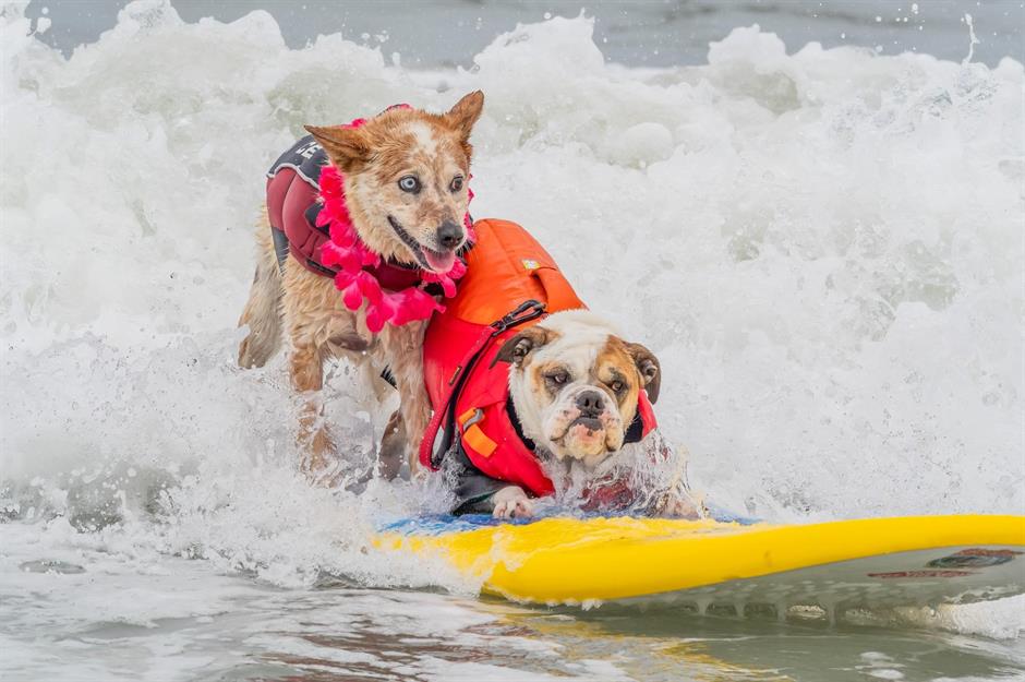 Surf's pup