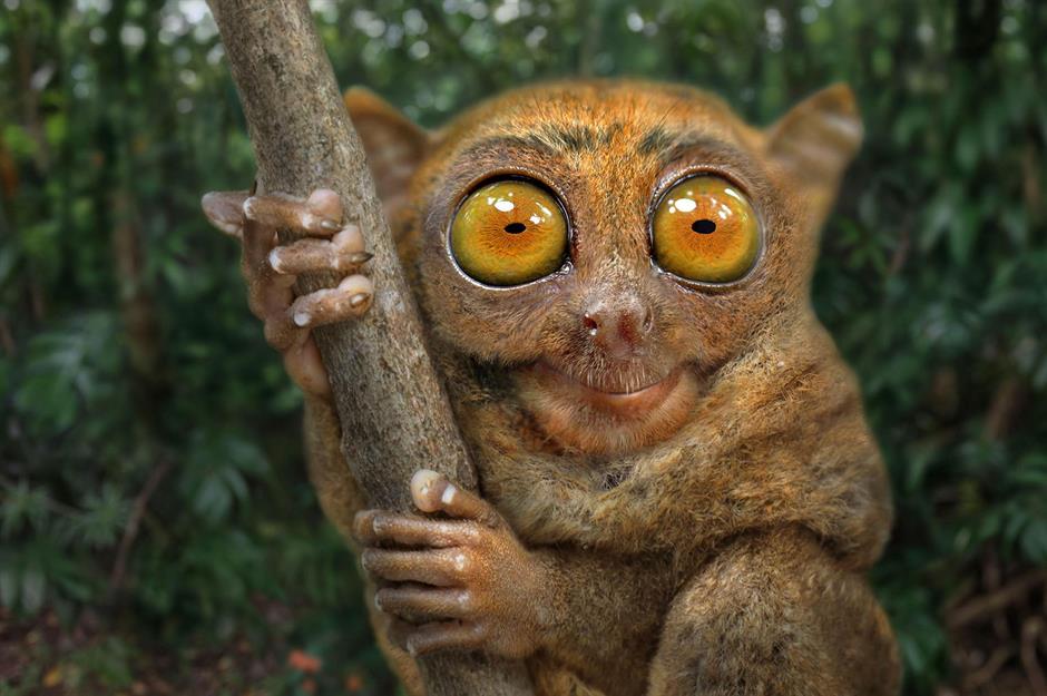 Ugly but strangely cute?