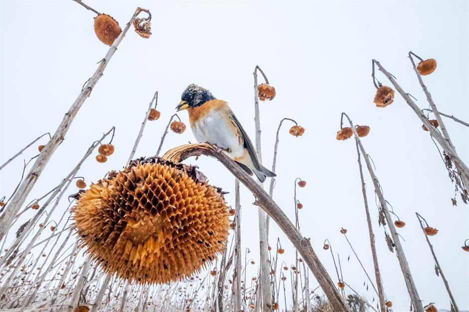 Las aves más deslumbrantes del mundo: los premios al Fotógrafo de Aves ...