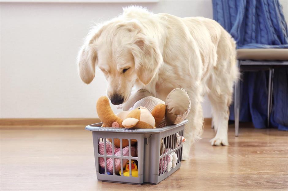 REVEALED: This Nasty Bacteria Is Lurking in Your Dog’s Toys