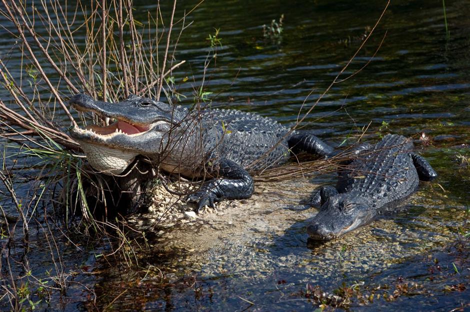 The Everglades, Florida: Feels like a jaunt in the South American jungle