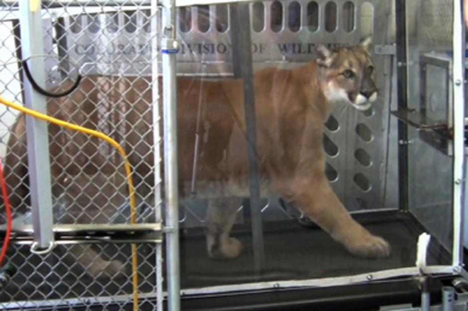 Training mountain lions to use a treadmill: $856,000