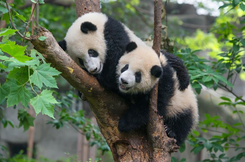 Pair of pandas
