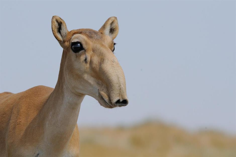Befremdliche Wesen aus der Tierwelt