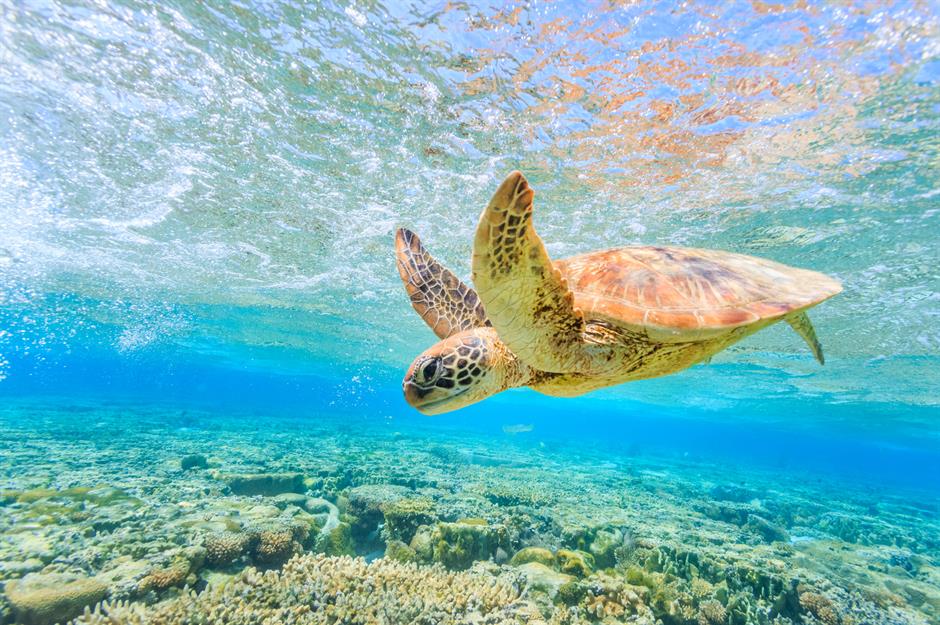 A third of the world’s sea turtles have consumed plastic