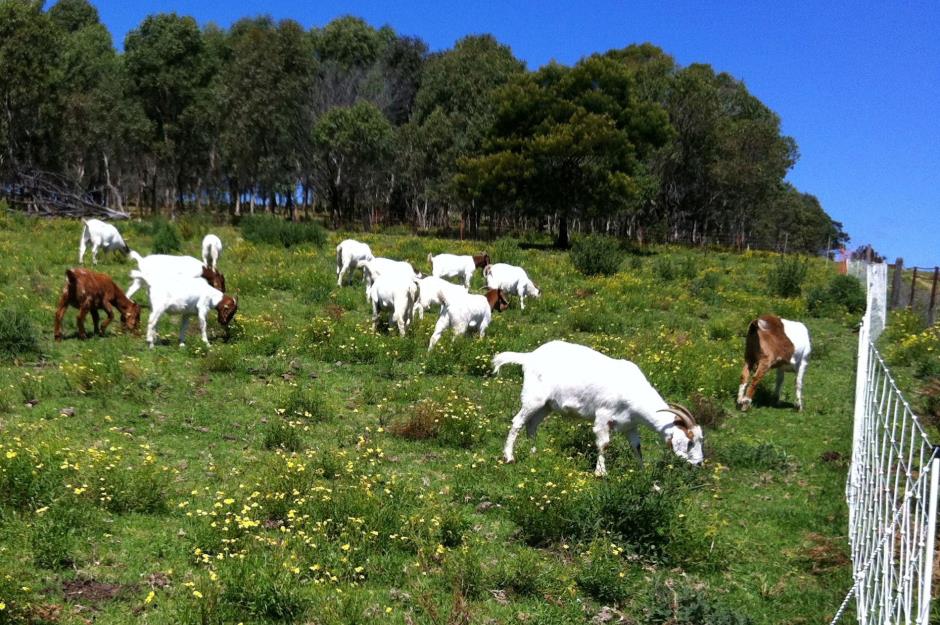 Herds for hire – rents out yard-clearing goats
