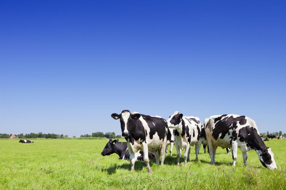 Florida: Rent-a-cow loophole