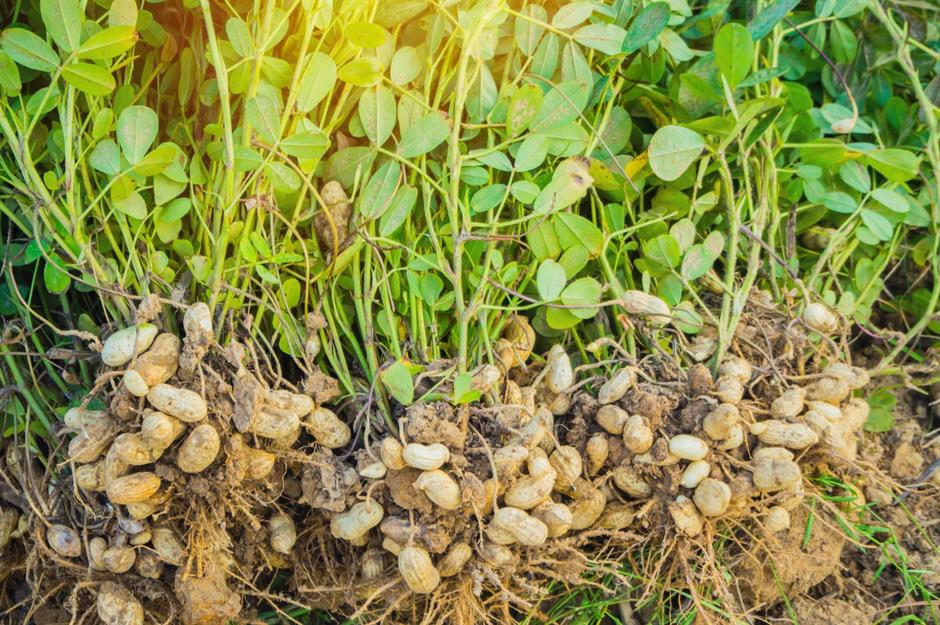 Как растет арахис в природе фото где растет