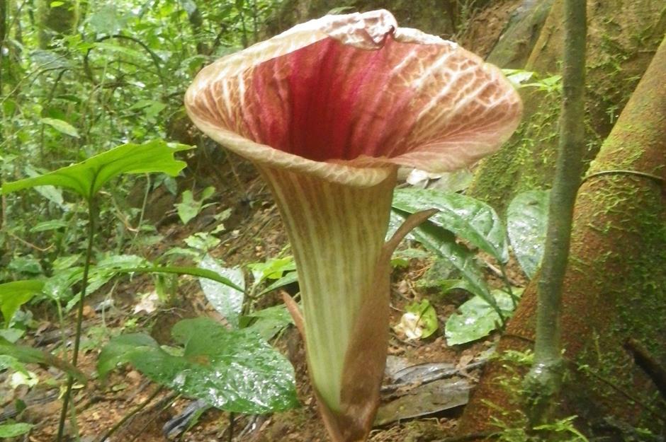 Horticultural delights