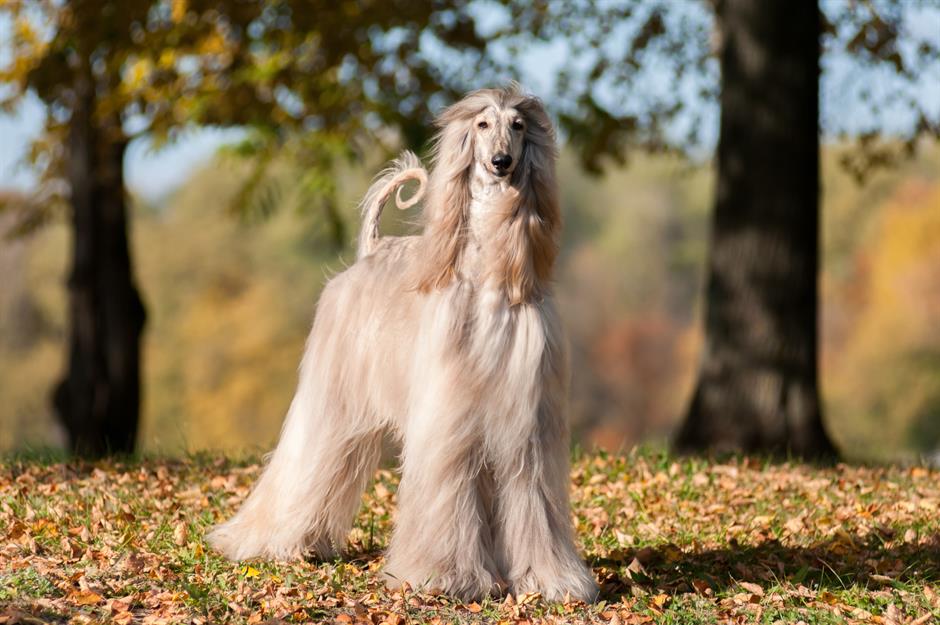 Afghan Hound: Up to $7,000 (£5.3k)