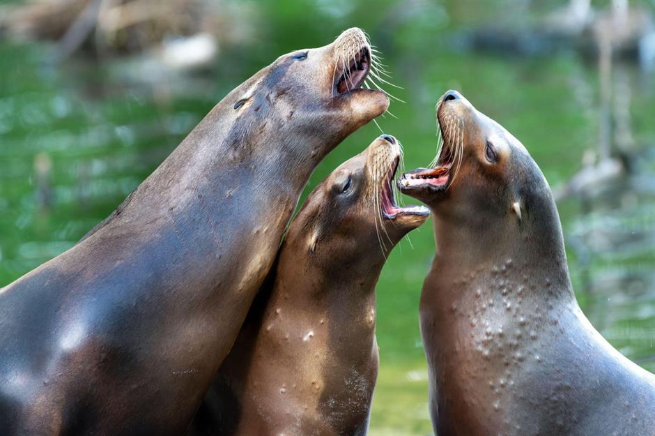Schnappschüsse aus der Tierwelt