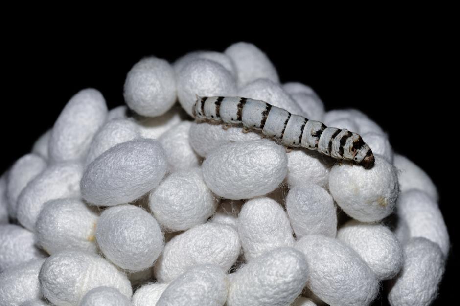 Silkworm cocoons are lucrative for Turkey