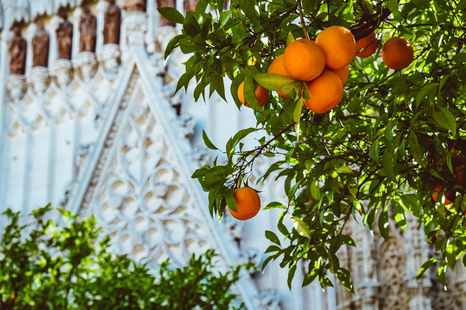 Seville is turning its orange problem into a solution