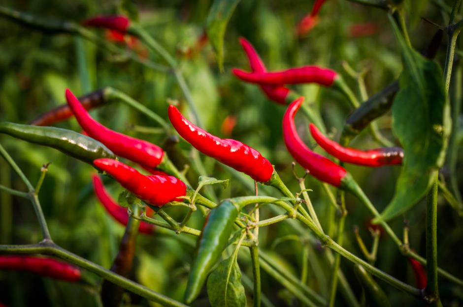 Nearly half of the world's chilli peppers come from China