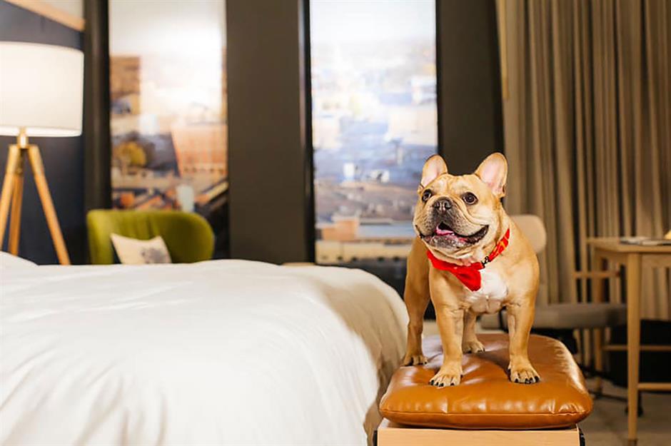 The Best Pet friendly Hotel In Every State Loveexploring