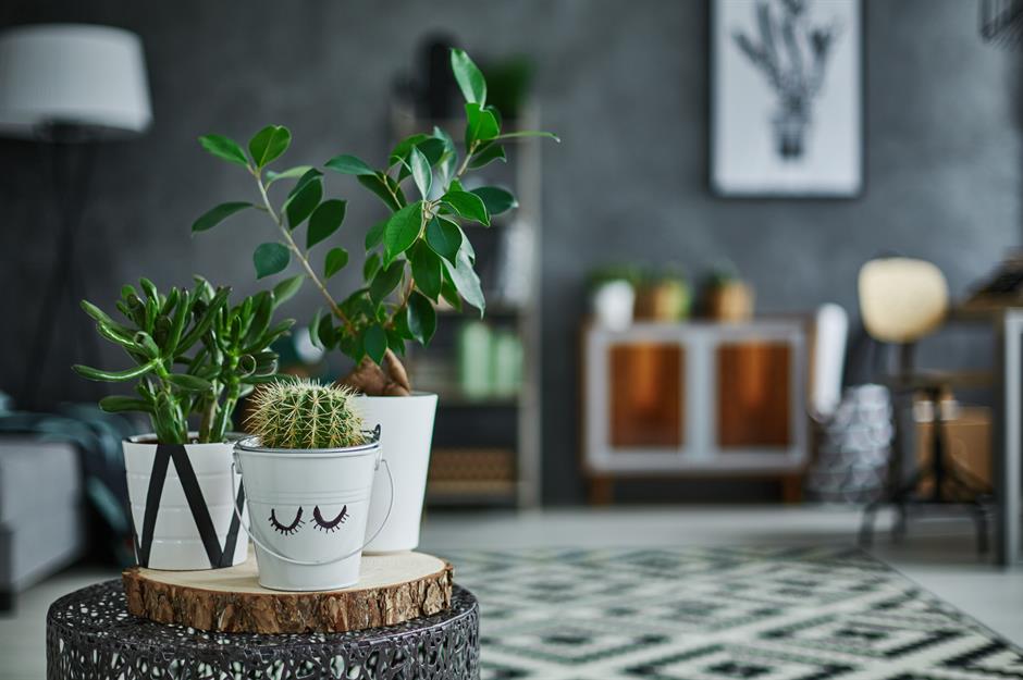 12 Hardy Houseplants And Where To Put Them 