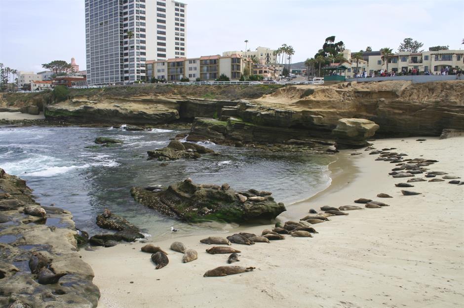 USA, California, San Diego, a group of seals sunbathing at Children's Pool  Beach in La Jolla Stock Photo - Alamy