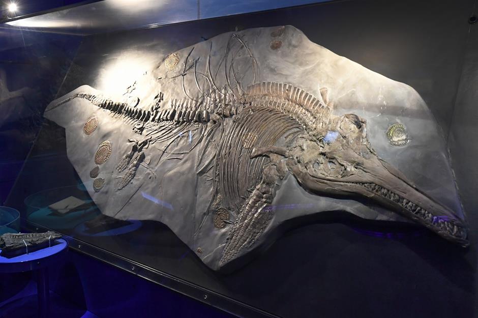 Ichthyosaur fossil, UK