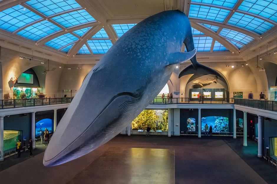 Virtual things to do in America