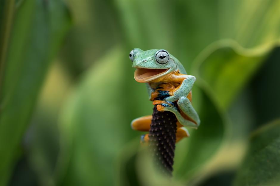Winning images from the Comedy Wildlife Awards 2021 