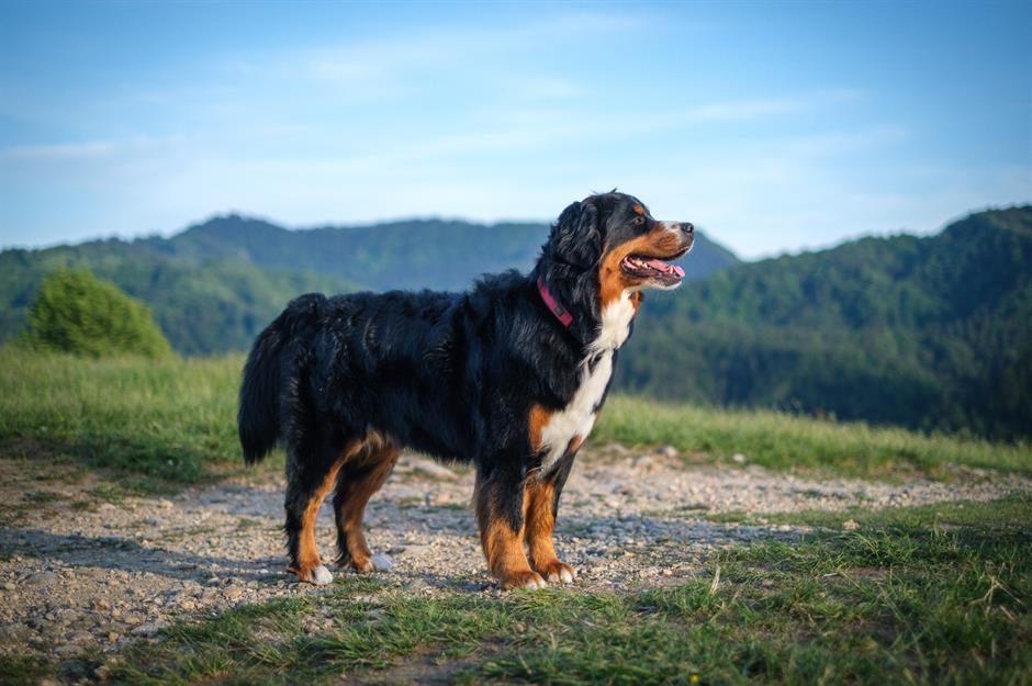 Bernese Mountain Dog: up to $10,000 (£7.6k)