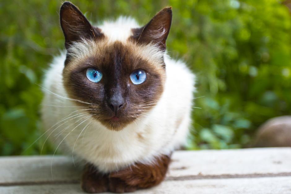 20 Of The Most Expensive Cat Breeds On The Planet Lovemoney Com