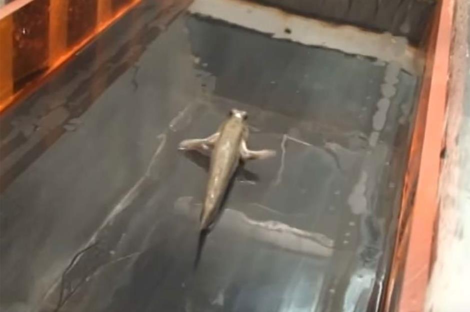 Research to ascertain how long fish can run on a treadmill: $560,000