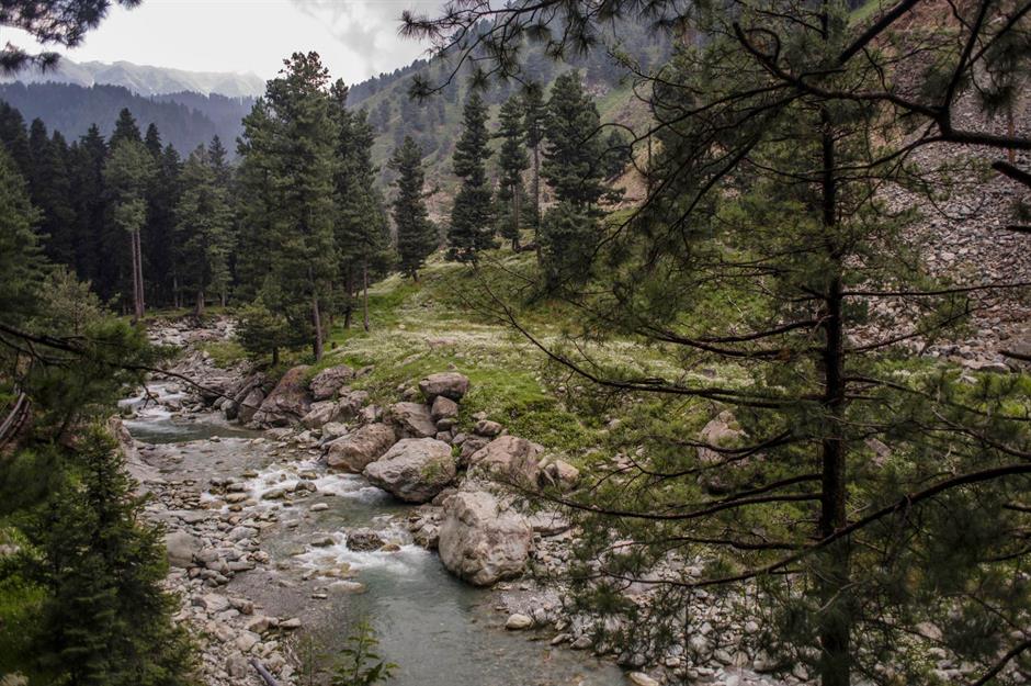 Pakistan plans to plant 10 billion trees