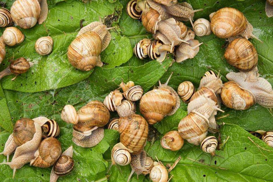 Snails make millions for Bosnia and Herzegovina 