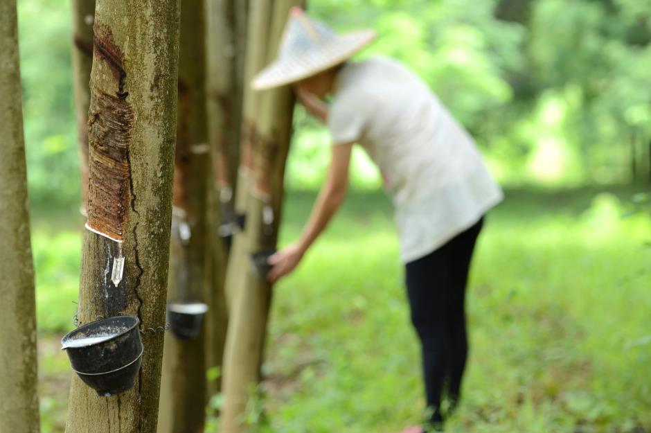 Rubber is on tap in Thailand