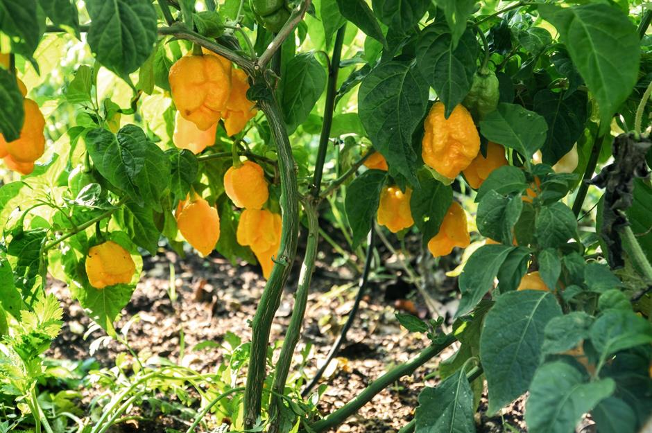 Carolina reaper