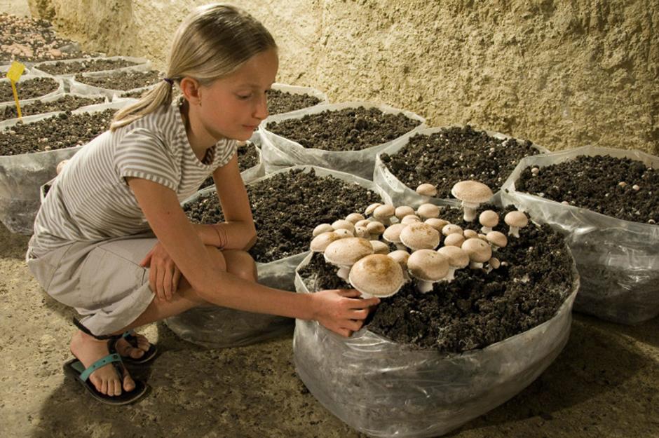 Musée du Champignon, Saumur, Loire Valley, France