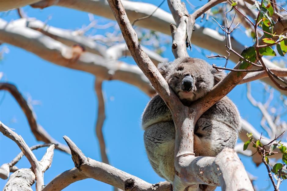 Creature comforts