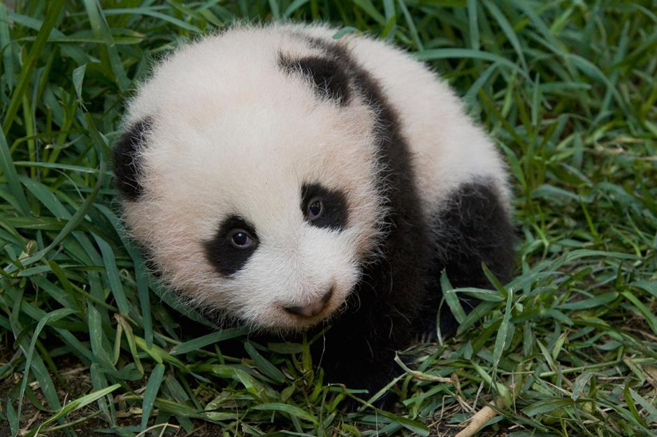 Worlds Cutest Animal