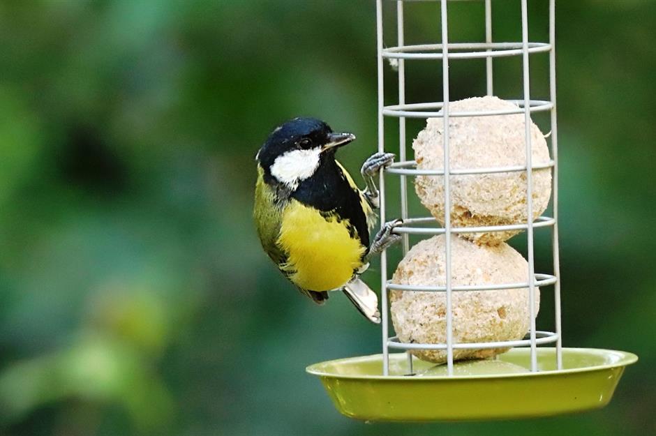The deadly disease killing our garden birds