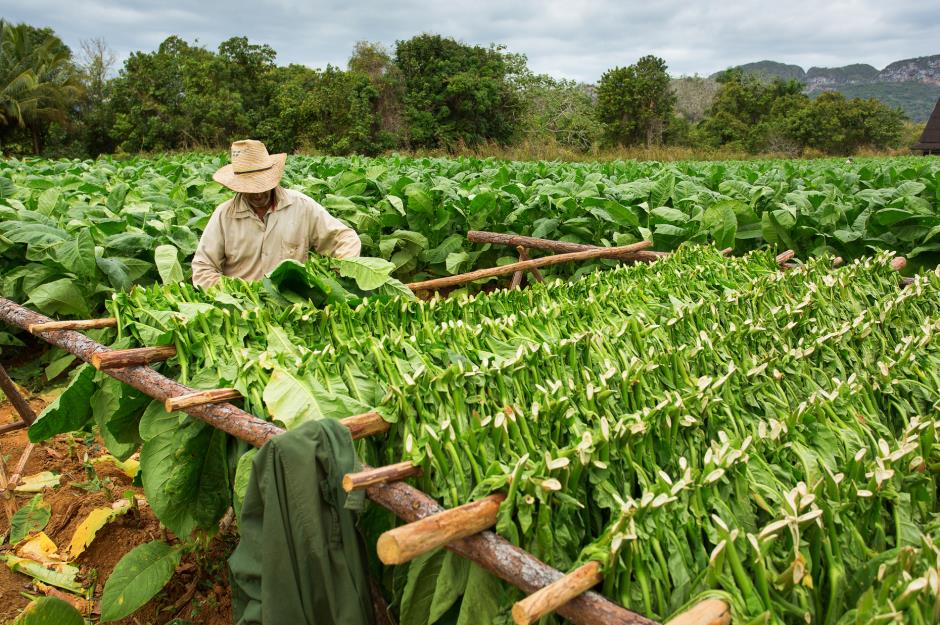 Cuba saves up tobacco